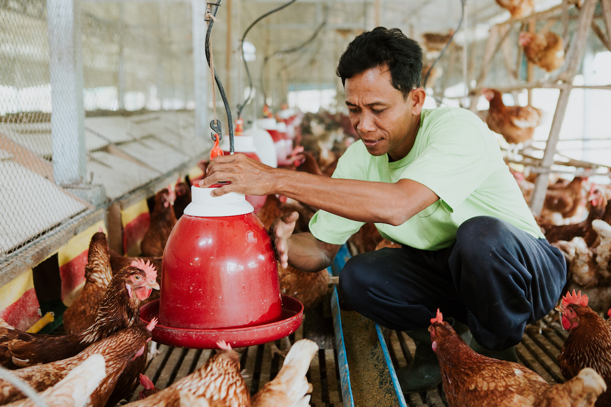 Taking care of the Chickens at the Eggscellent Farm in Siem Reap