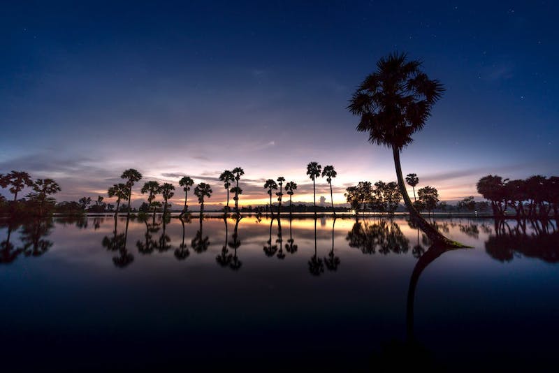 Cambodian palmtrees