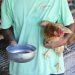 chief vet consultant eggscellent chicken